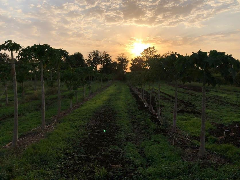 Food Forests and Soil Health