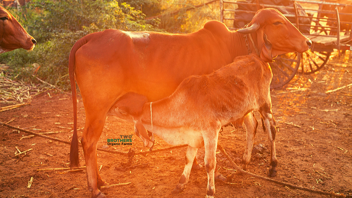 Desi Indian Cow