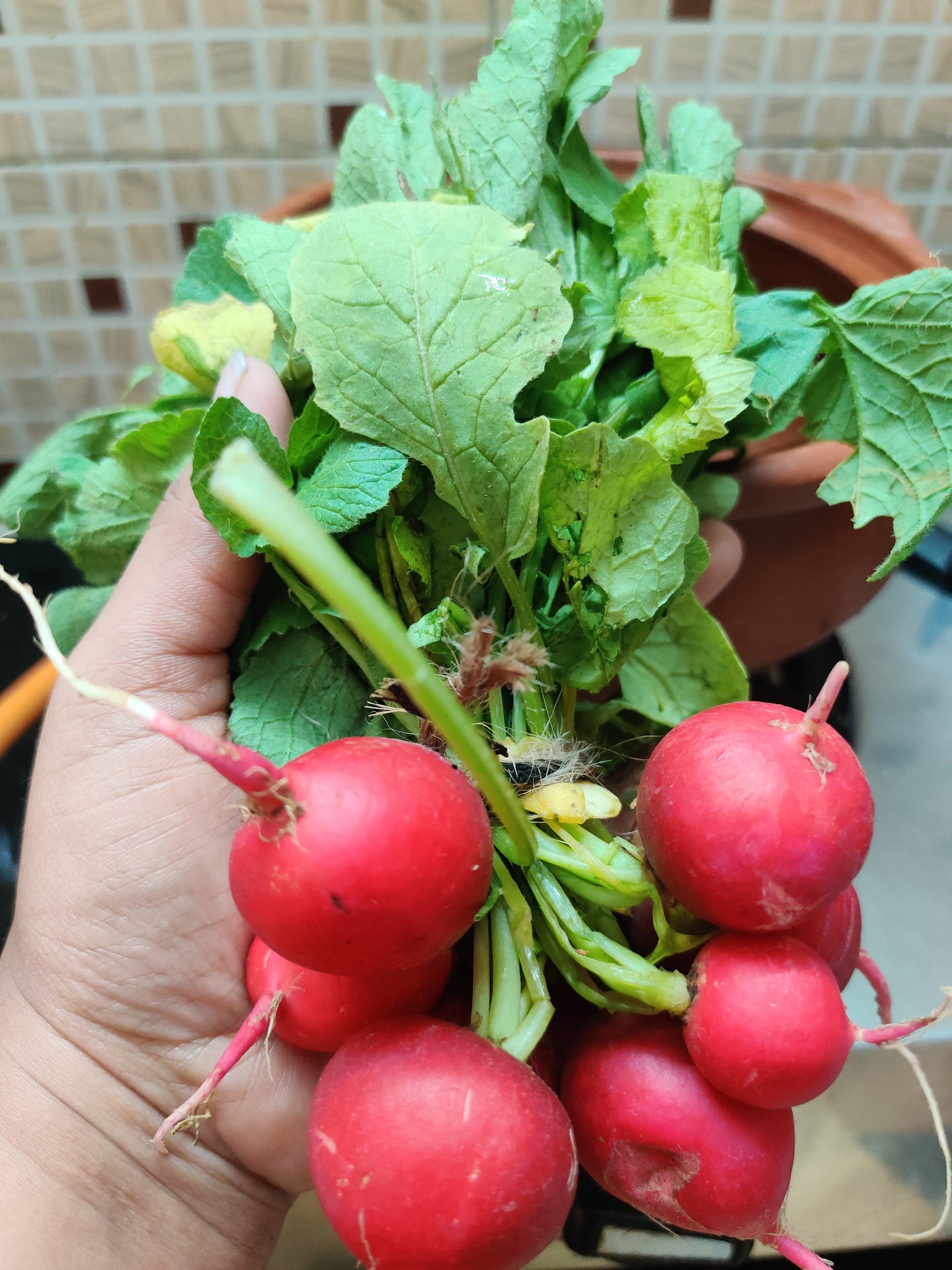 Winter Produce at Farmer Markets - Eating by the Season!