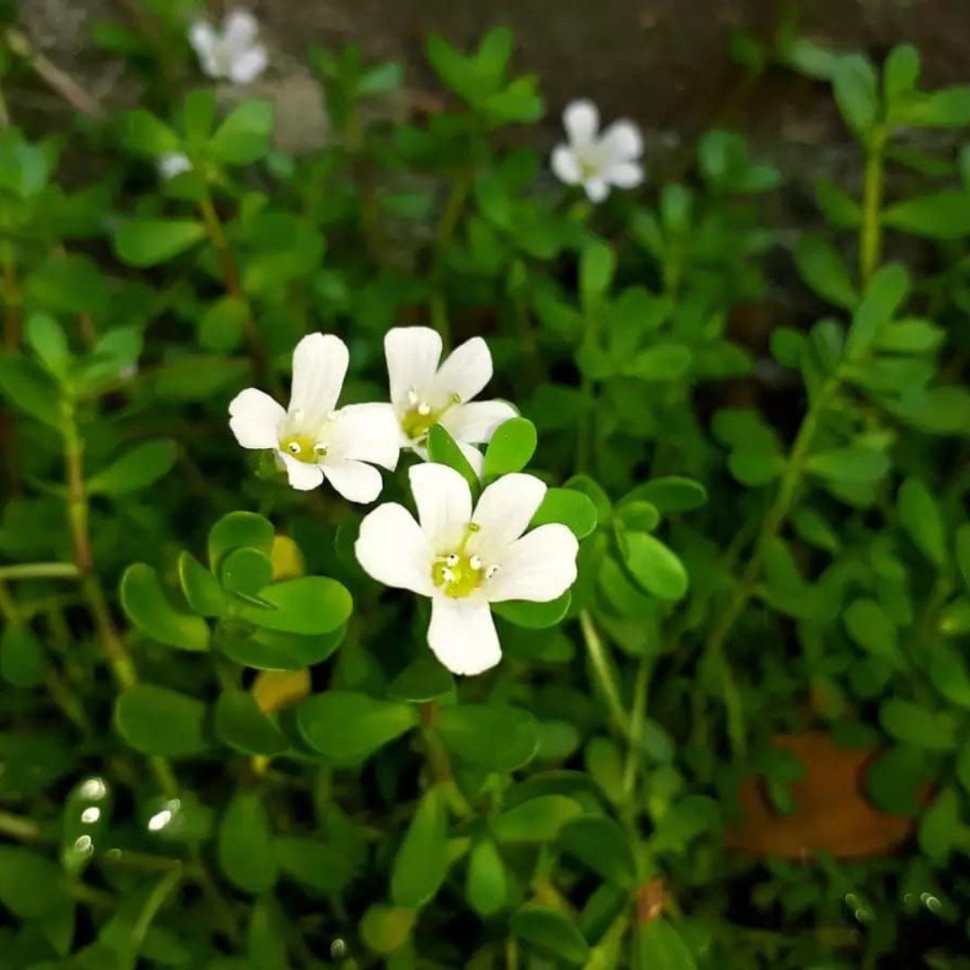 Brahmi