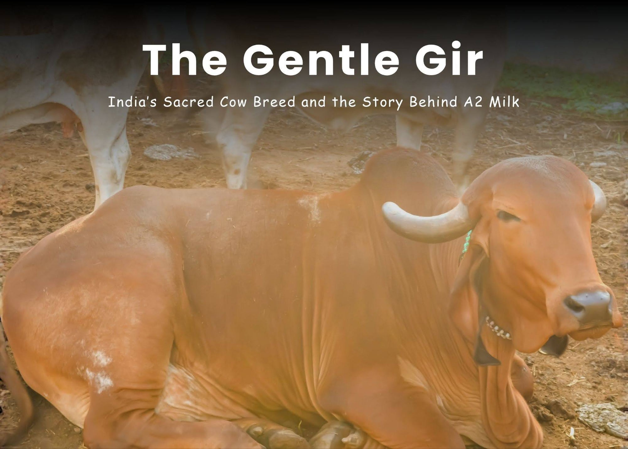 The Gentle Gir: India’s Sacred Cow Breed and the Story Behind A2 Milk