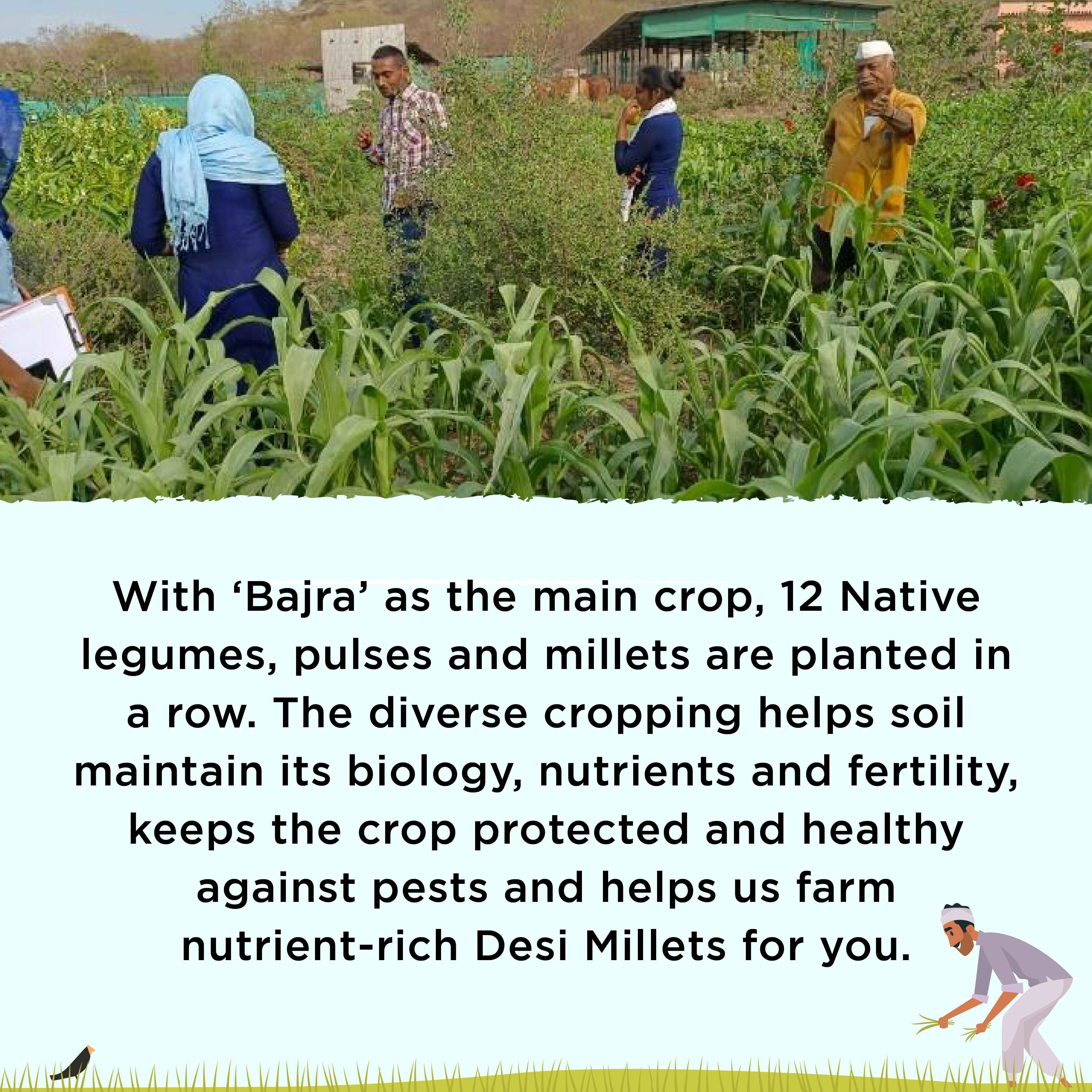 Bajra millet information